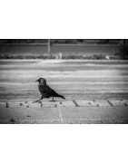 Oiseaux