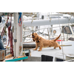 Chien au bateau