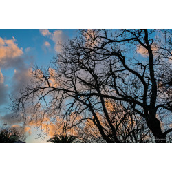 Ciel-001