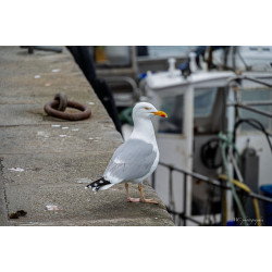Mouette-001