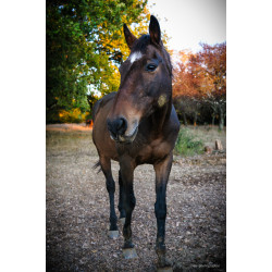 Chevaux 017