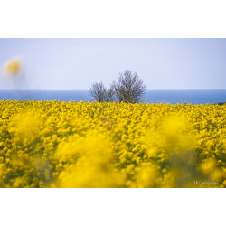 jaune et bleu