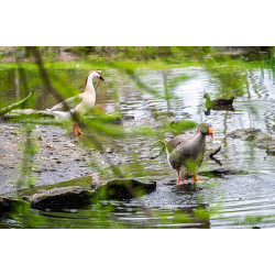Canards-001