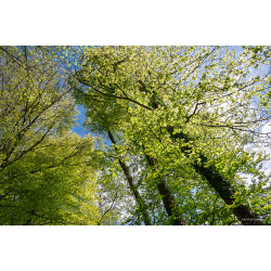 arbres-001