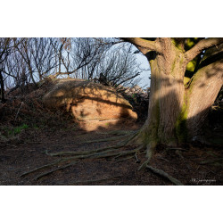 arbres-001