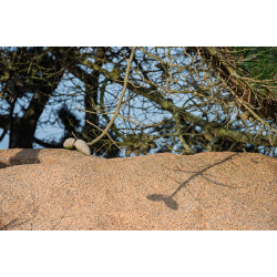 arbres-002
