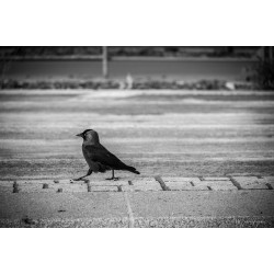 corbeau-001