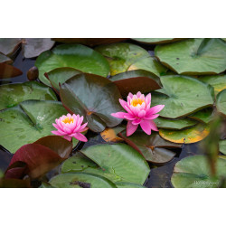 Fleurs-001