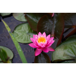 Fleurs-002