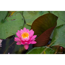 Fleurs-003