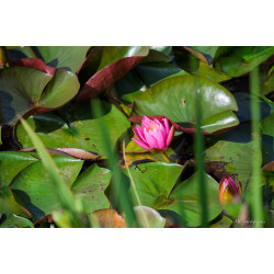 Fleurs-004