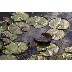 Fleurs-005