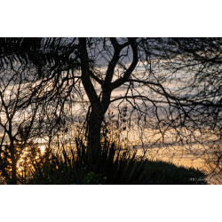 arbres-003