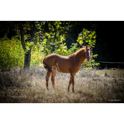 Chevaux-002